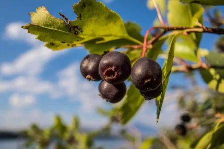 Dakota Gardener: Growing Juneberries in the backyard